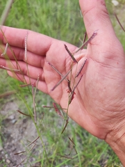 Bouteloua barbata rothrockii