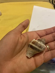 Melongena