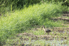 Phasianus colchicus formosanus