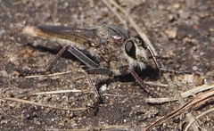 Proctacanthus milbertii