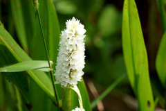 Pontederia reflexa