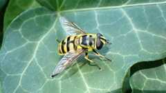 Myathropa florea
