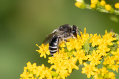 Colletes simulans