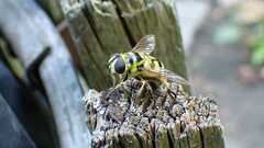 Myathropa florea