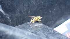 Myathropa florea
