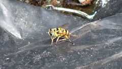 Myathropa florea