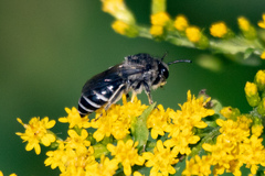 Colletes simulans