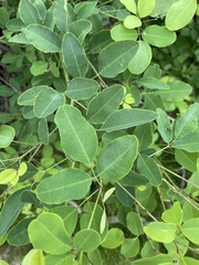 Lespedeza bicolor