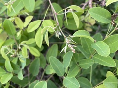 Lespedeza bicolor