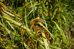 Carex excelsa