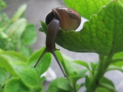Sarika siamensis