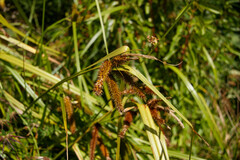 Carex excelsa