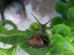 Sarika siamensis