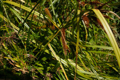 Carex excelsa