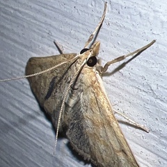 Paracorsia repandalis