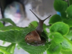 Sarika siamensis