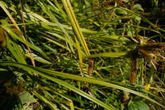 Carex excelsa