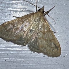 Paracorsia repandalis