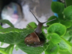 Sarika siamensis