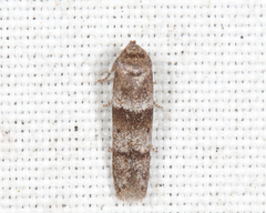 Blastobasis pulchella