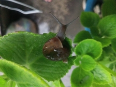 Sarika siamensis