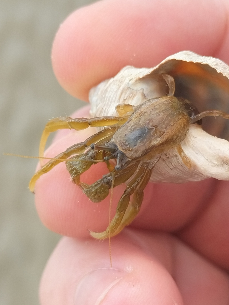 Clibanarius harisi