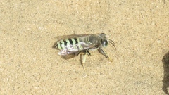 Bembix pallidipicta