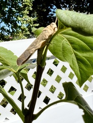 Dissosteira carolina