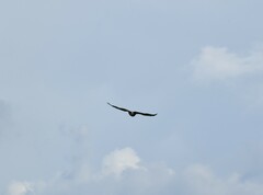 Geranoaetus albicaudatus