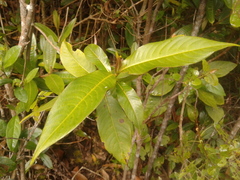 Palicourea angustifolia