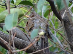 Turdus rufopalliatus
