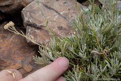 Artemisia albicans