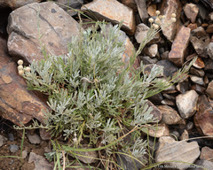 Artemisia albicans