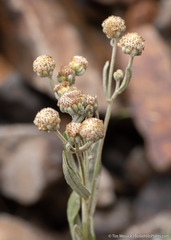 Artemisia albicans