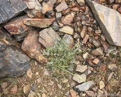 Artemisia albicans
