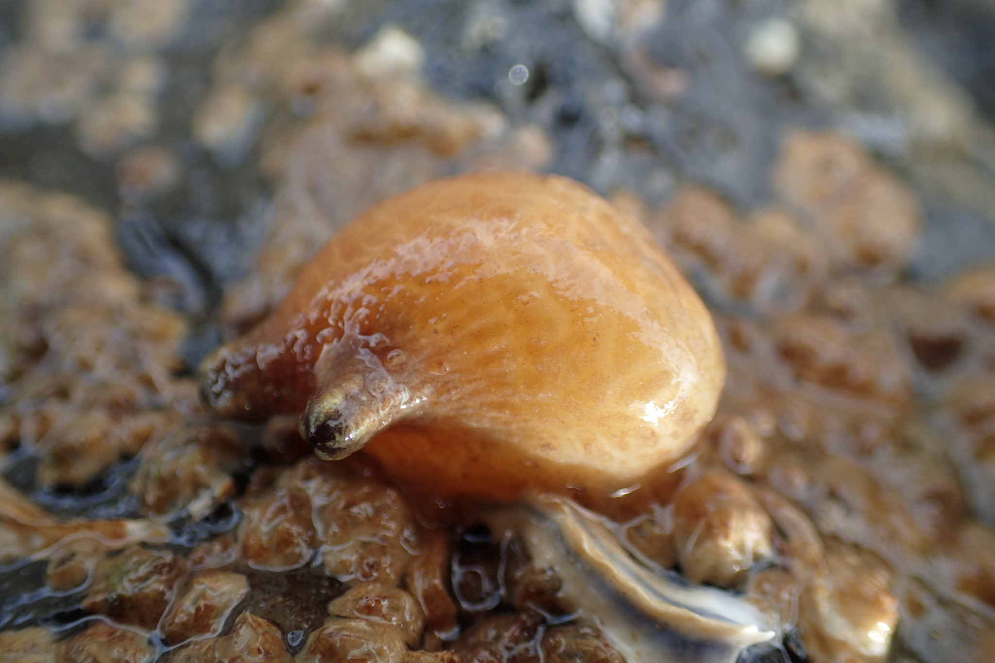 Asterocarpa humilis (Heller, 1878)