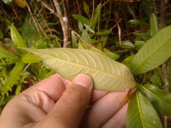 Palicourea angustifolia