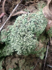 Cladonia praetermissa