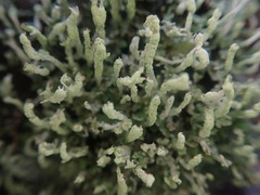 Cladonia praetermissa
