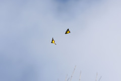 Delias eumolpe