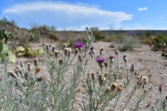 Vernonia larseniae