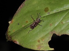 Acorynus