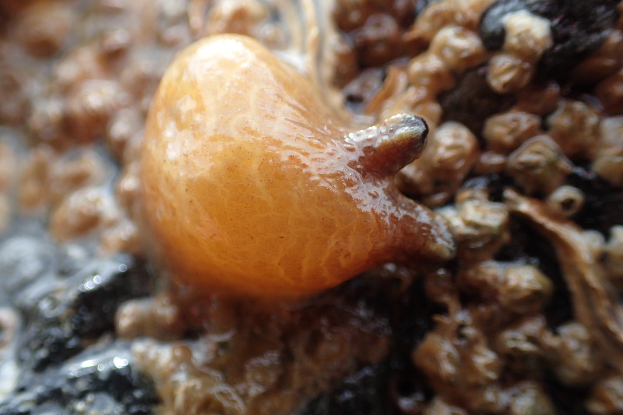 Asterocarpa humilis (Heller, 1878)