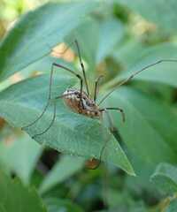 Phalangium opilio