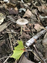Pluteus deceptivus