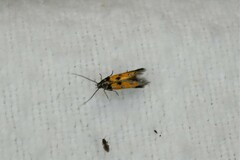 Chrysoclista linneella