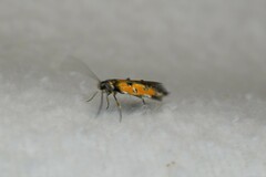 Chrysoclista linneella