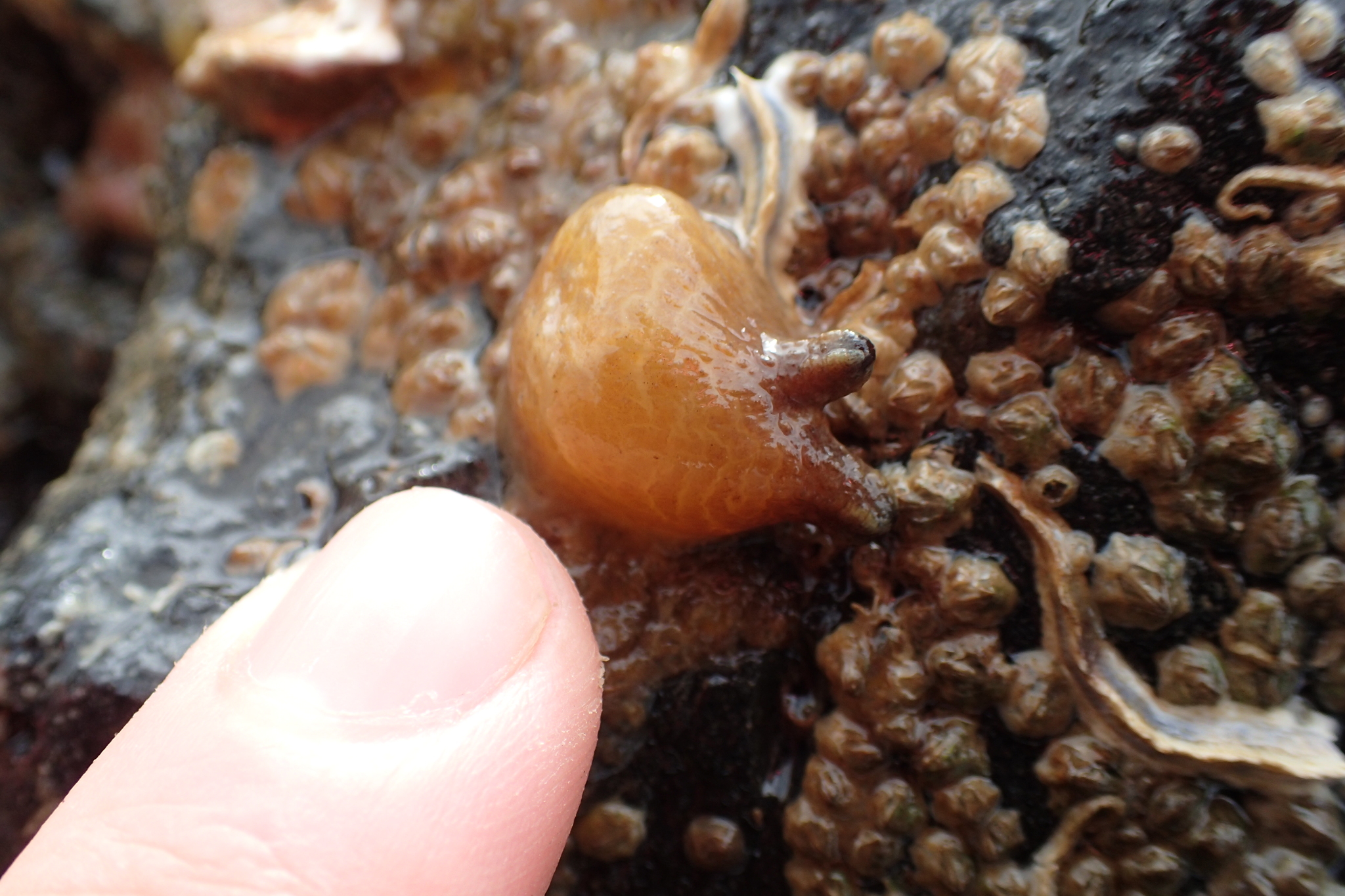 Asterocarpa humilis (Heller, 1878)