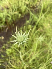 Eryngium aquaticum