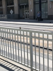 Passer domesticus